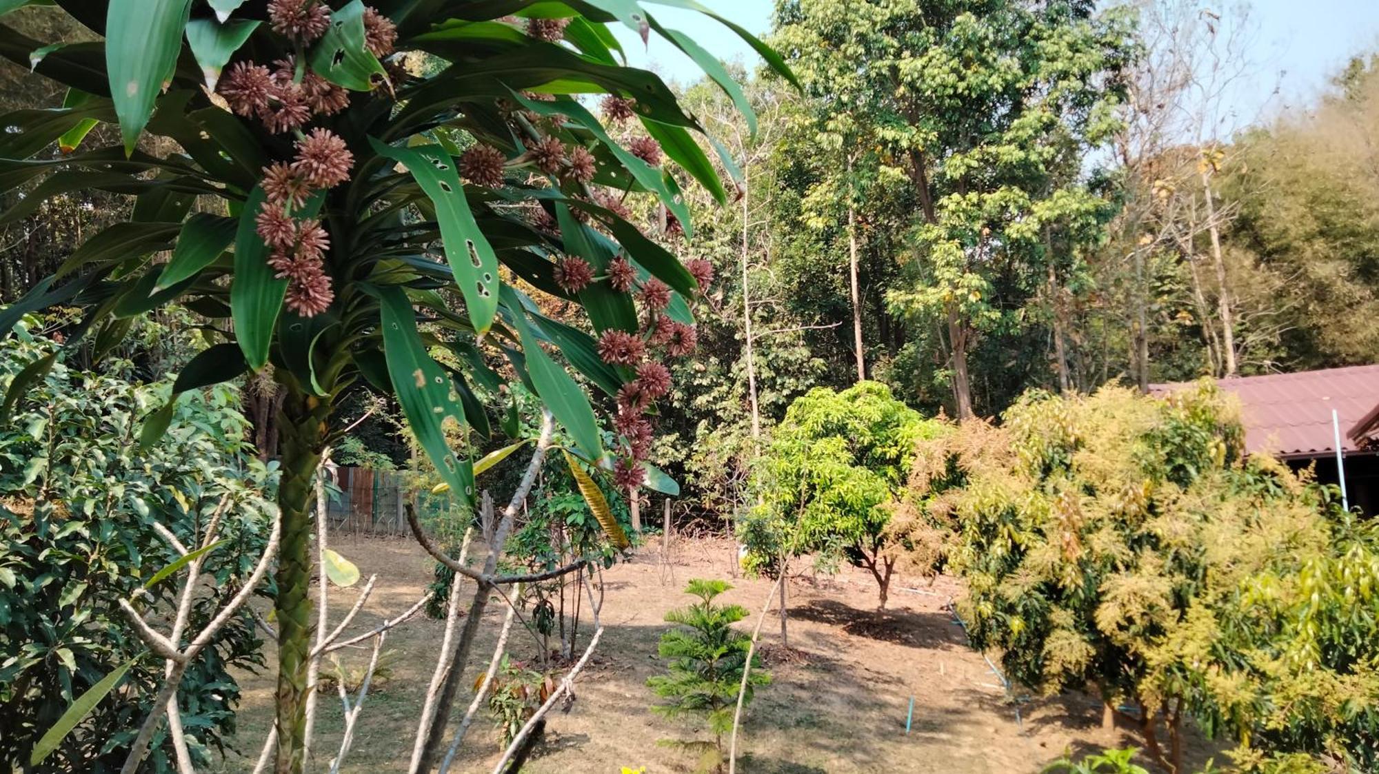 Ban Suan Nai Fun Homestay Pua Exterior foto